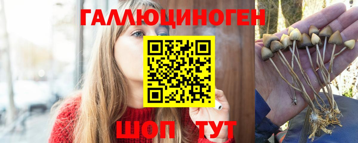 Псилоцибиновые грибы Psilocybine cubensis Ачхой-Мартан